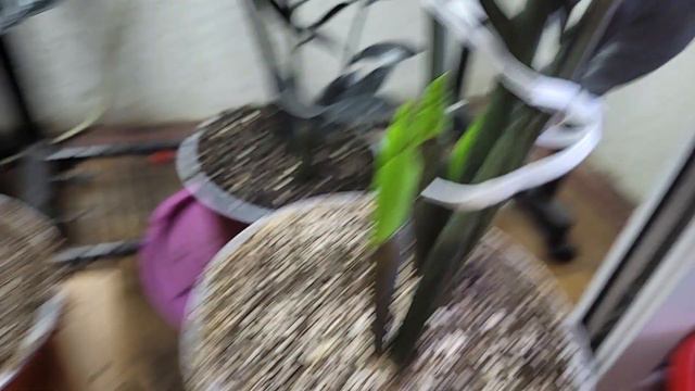 Замик вывел стрелки после покупки и пересадки через месяц.