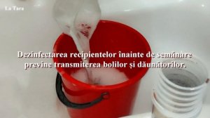 2 metode de dezinfectare a recipientelor înainte de semănare