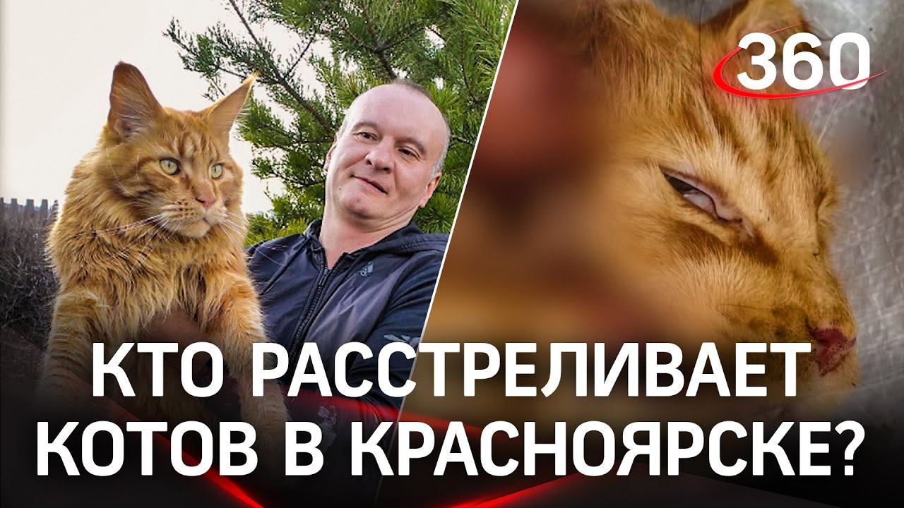 Мейн-куна расстреляли в Красноярске. Этот кот - не первая жертва неизвестного стрелка