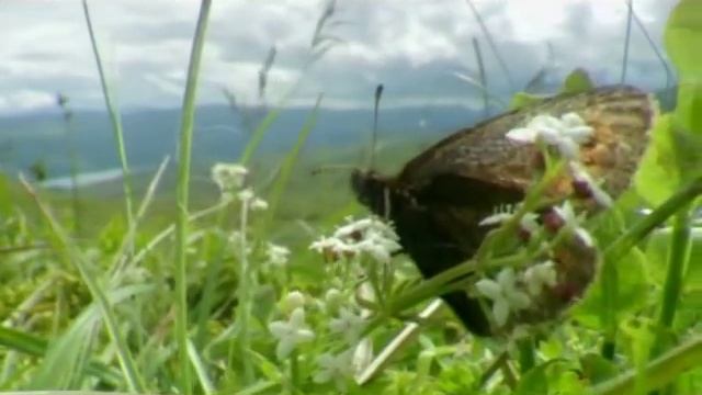 жизнь бабочки для детей смотреть онлайн