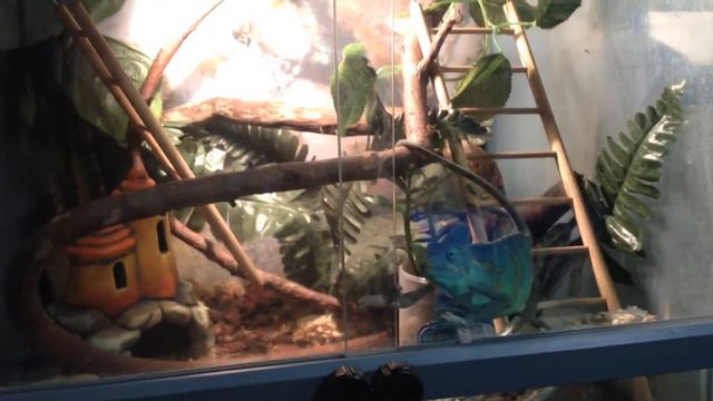 4.08.17 Хамелеон Еменский в зоомагазине) смотреть онлайн