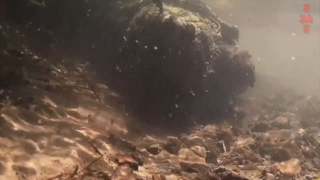 Аллигаторовая Черепаха - Самая опасная черепаха, с укусом как у крокодила! смотреть онлайн