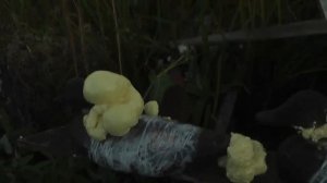 Вторая жизнь резиновым чучелам утки (восстановление).