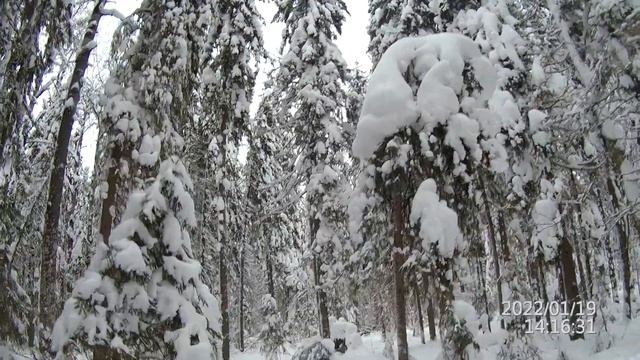 Мототолкач Ураган Сибирь на 600-ой гусенице вдвоем по густому лесу в целый снег смотреть онлайн