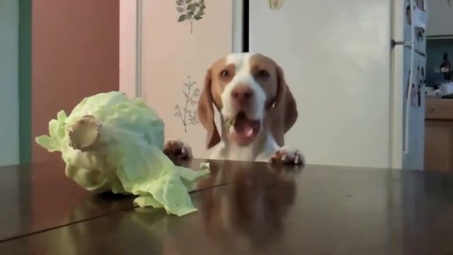 Смешная собака пытается съесть капусту (смешное видео) прикол смотреть онлайн