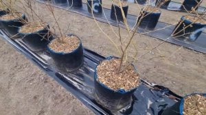 Голубика в контейнерах | 65 литров