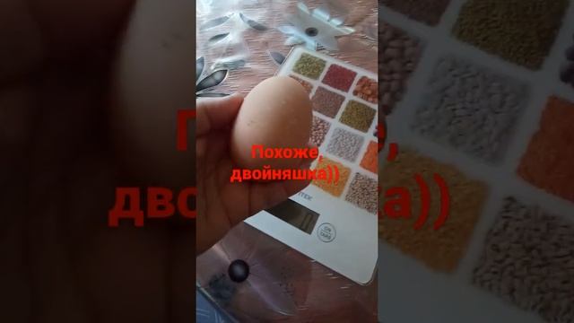 Вот такие яйца несут мои Доминанты)) #еда #доминанты #яйца #куры