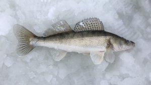 ЗА СУДАКОМ СО ЛЬДА НА РАТТЛИН ЧАСТЬ 2.mp4