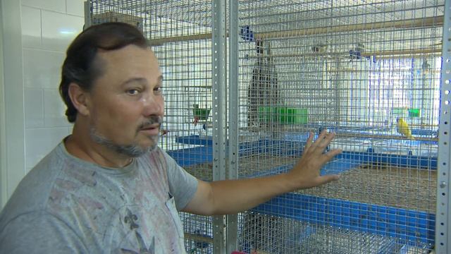 В питомнике по разведению птиц Сергея Кикинадзе проживает множество разновидностей пернатых