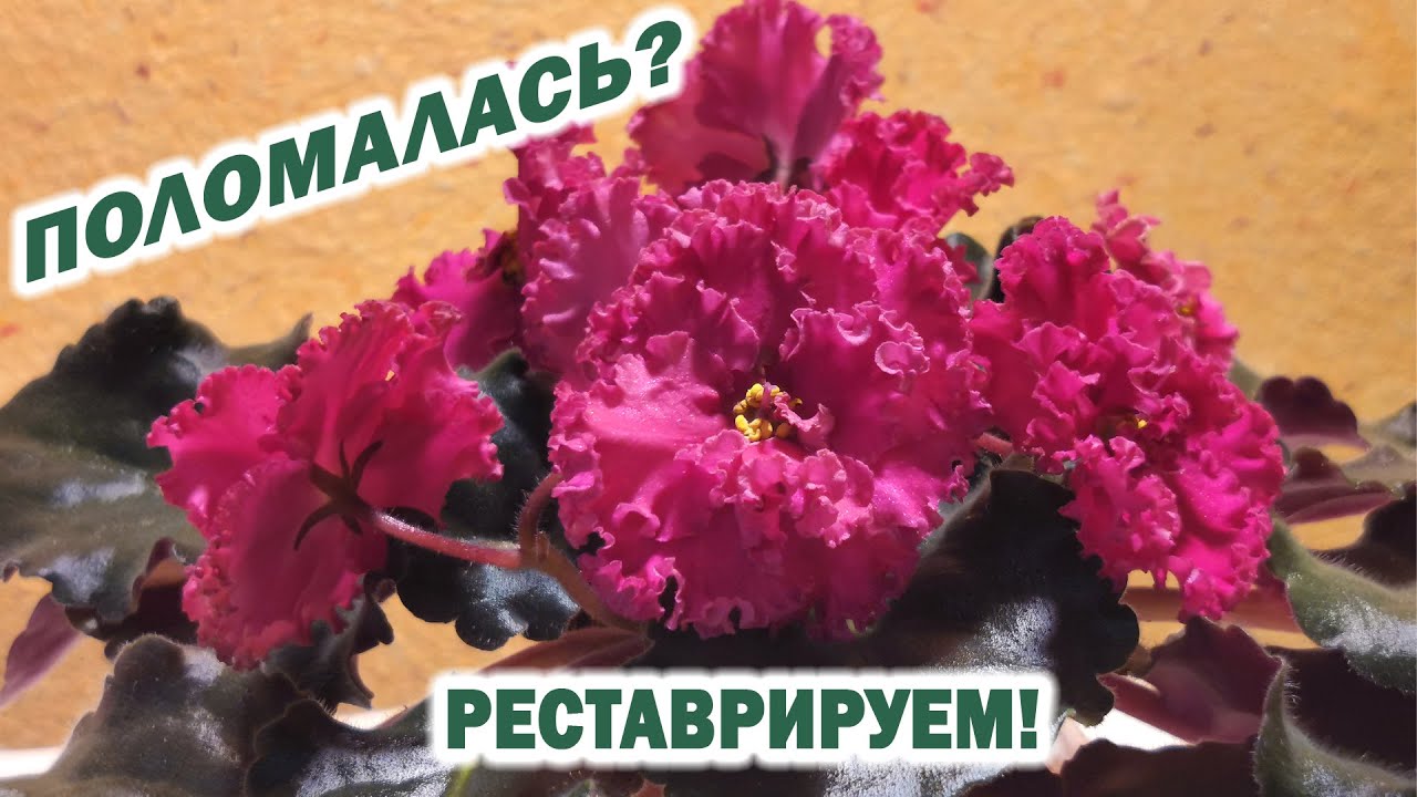 Пересадка фиалки после падения с частичной заменой грунта. Замена фитиля. 2021 г.