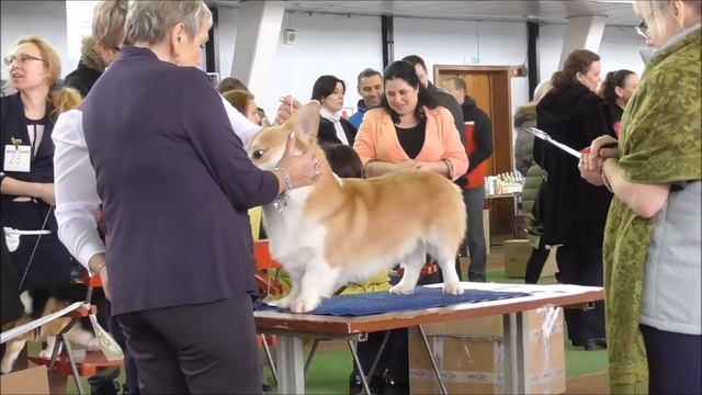 МОНО выставка Корги 1 апреля смотреть онлайн