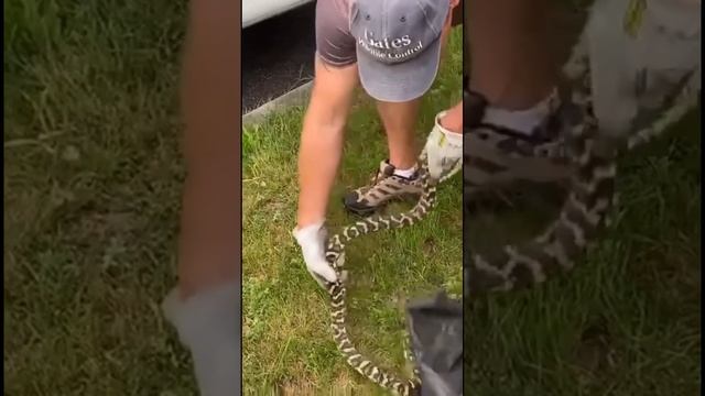 What happened next with the Carpet Python?