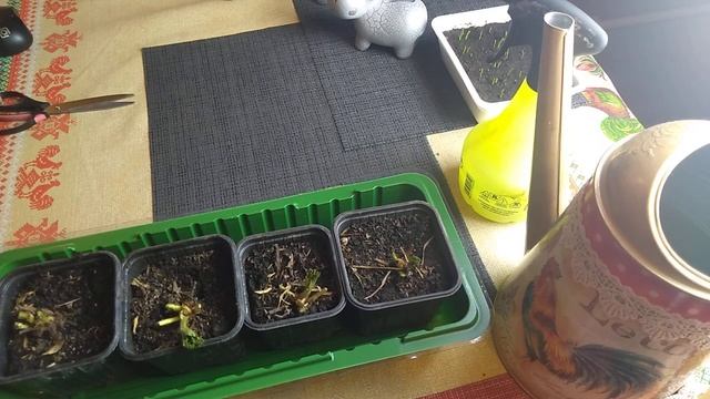 Выгонка земляники садовой Кабрило в домашних условиях зимой часть -1 // Ягодная Империя Анастасии смотреть онлайн