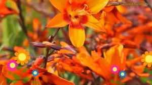 Крокосмия обыкновенная МакКензи. Краткий обзор, описание характеристик crocosmia MacKenzie