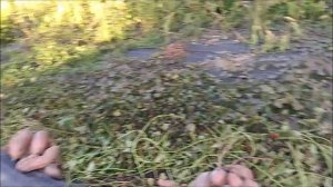 Как я вырастила огромный батат!!!