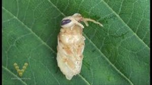 Пчеловодство. Пчела, матка, трутень.