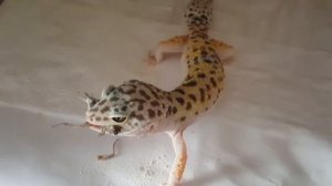 Кормление Эублефаров / как дела у Эублефаров