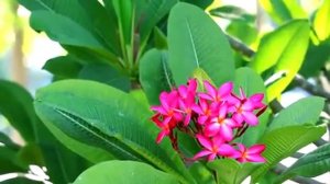 Plumeria magenta flowers and green leaves   Free HD Video Clips