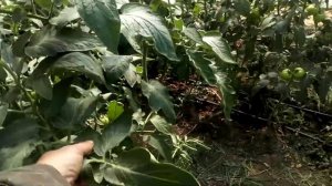 КАК ПОЛИВАТЬ ТОМАТ ОСЕНЬЮ/НАЛИВ ПЛОДОВ ТОМАТА /ТРИО НИТРАТОВ