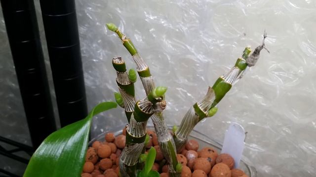 A Look At My Orchids In December & How To Get Rid Of Fungus Gnats. смотреть онлайн