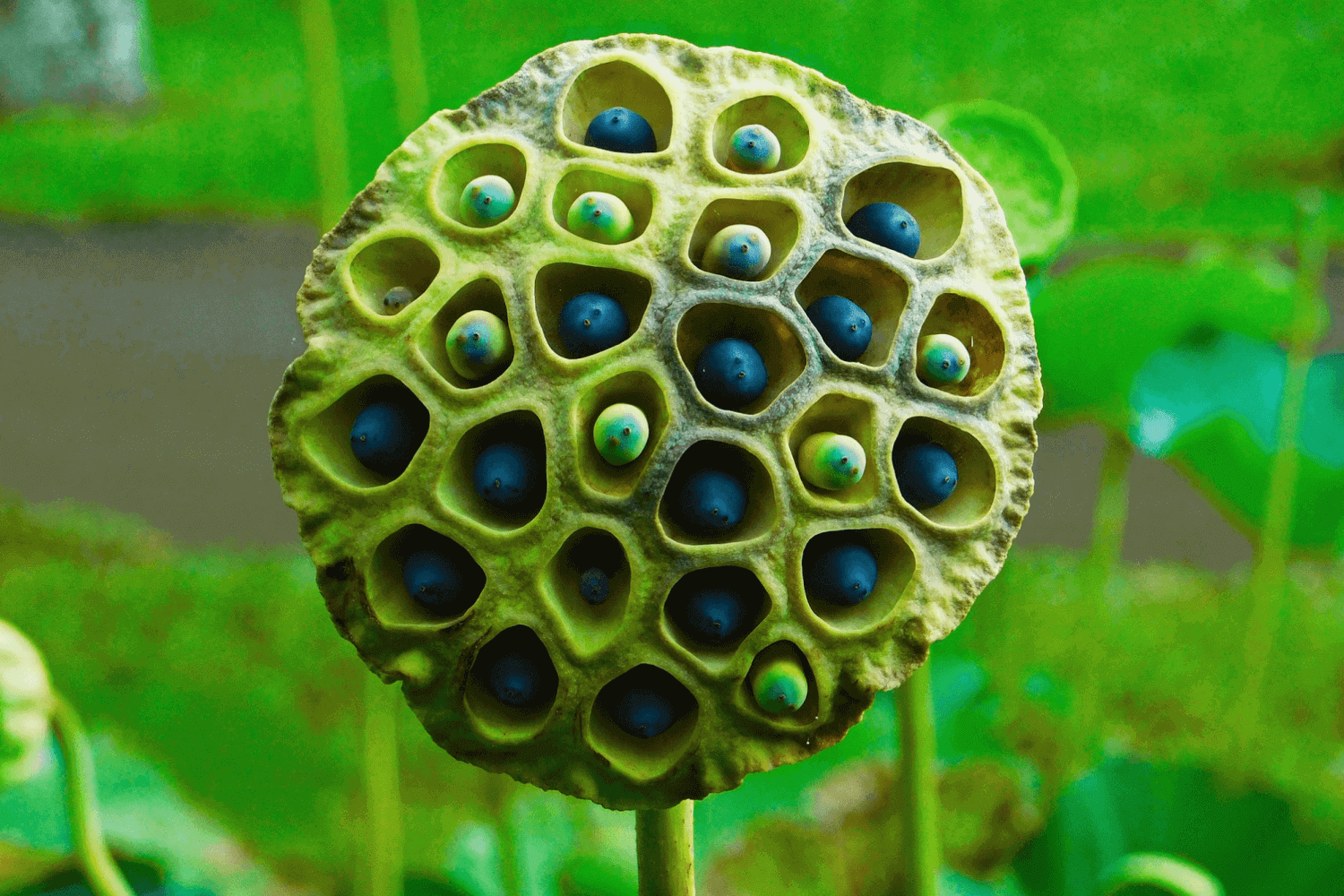 Трипофобия цветок лотоса