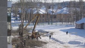 Обрезка тополей