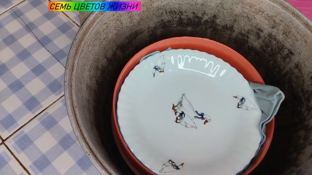 Как прорастить маш  Как прорастить мунг