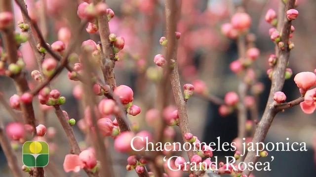 Chaenomeles japonica 'Grand Rosea' смотреть онлайн