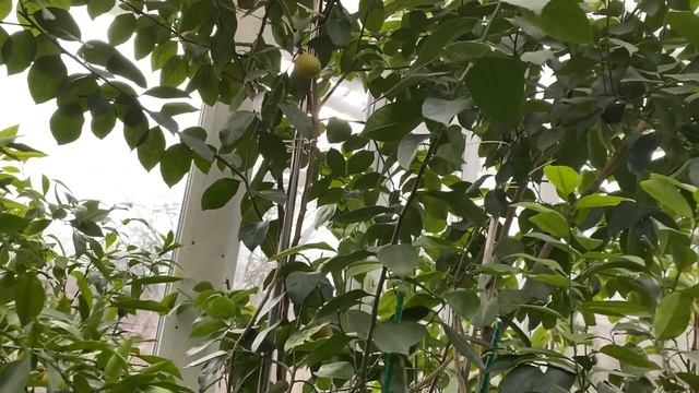 Дегустація плодів та швиденька прогулянка по садочку