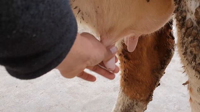 SIMMENTAL. Buqa va sigirlar sotiladi ☎️90-530-98-95. yetkazish yuq.