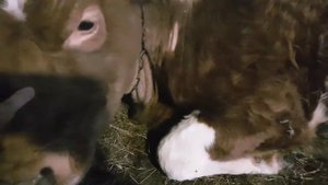 Купили первую корову \\ КРС \\ ЛПХ С НУЛЯ