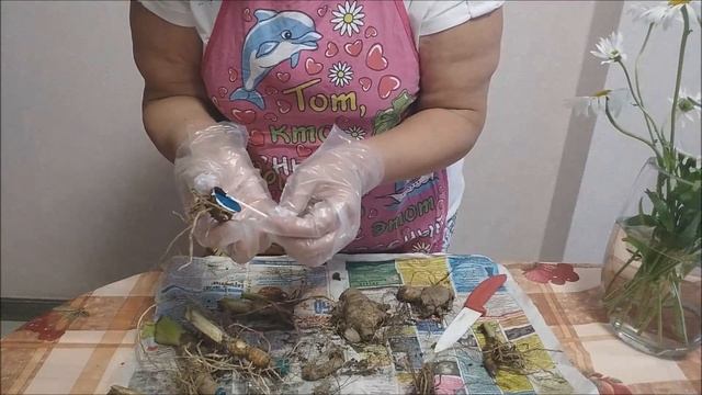 Ирисы размножение смотреть онлайн