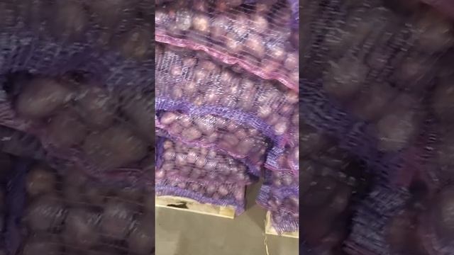 Картофель Родриго мелкий 2 сорт Брянск оптом смотреть онлайн