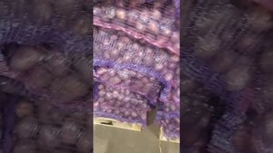 Картофель Родриго мелкий 2 сорт Брянск оптом