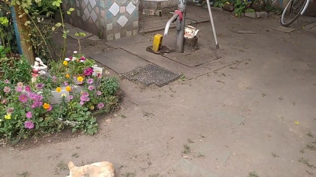 Купили дачу! Отдали все деньги!Распаковка! смотреть онлайн