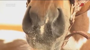 Анонсы и межпрограммная заставка (Домашние животные, 24.12.2018)