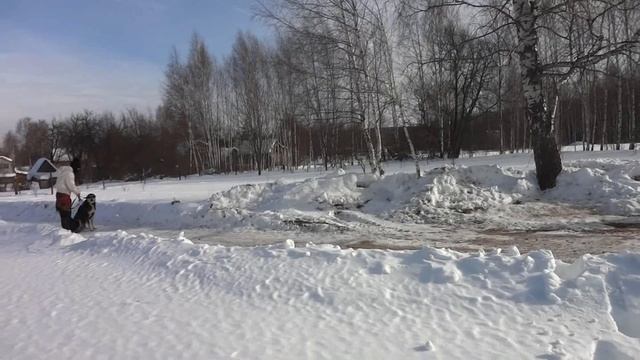 Protection work of Native alabai/Пуск Саги Чупони по команде чужой-Охранные собаки-САО Таш