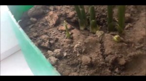 Имбирь. Полезный продукт, или декаративное растение ?