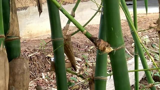 Bamboo смотреть онлайн