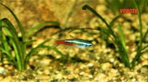 Голубой Неон. Содержание, разведение в аквариуме, совместимость