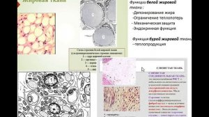 лекция 5 соединительные ткани