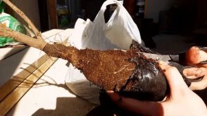 Декоративная смородина (Кроваво-красная) (ч.2)