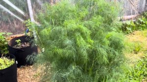 Отличный результат выращивания зелени в контейнерах!