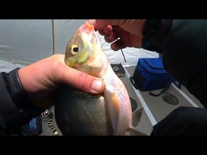 С УМА СОЙТИ!!! ЛЮТЫЙ ЖОР РЫБЫ НА ГЛУБИНЕ 13 МЕТРОВ! МЕЧТА ЛЮБОГО РЫБАКА! РЫБАЛКА С НОЧËВКОЙ