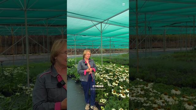 Эхинацея пурпурная "Примадонна Уайт"
Echinacea purpurea "Primadonna White"