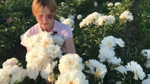 Gardenia peony. Гардения пион. Пулков сад