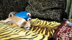 Попугай Кеша и чихуахуа