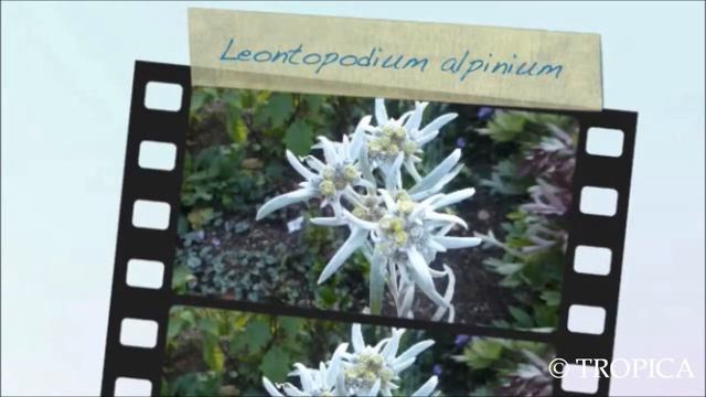 Leontopodium alpinum 13619 смотреть онлайн