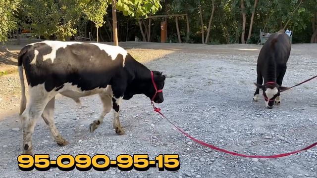 YOSH BOSHQACHA KUCHAT BUQALAR SOTILADI. Dastafka bor.