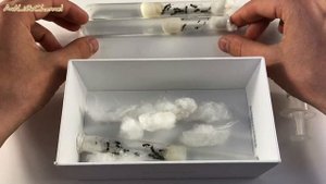 Колония с нуля ! Жива ли моя Formica ? Что за матки? Муравьи ! Муравьиная ферма !